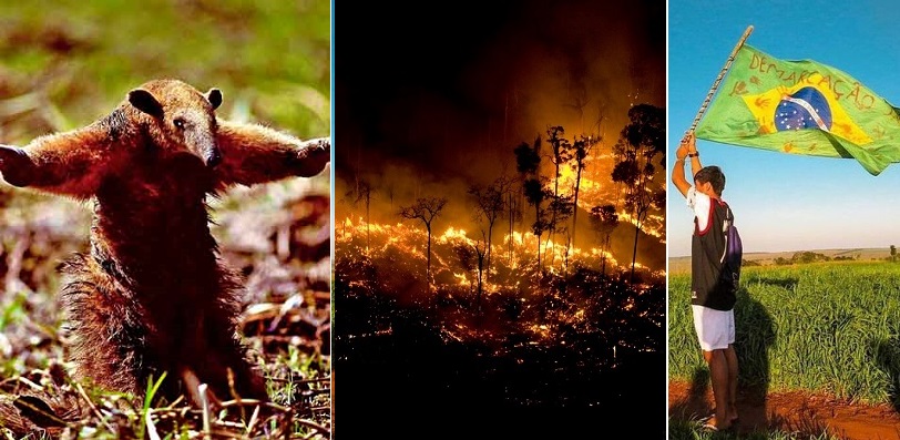 Site Taquiprati - Dom e Bruno: Amazônia, sua linda!