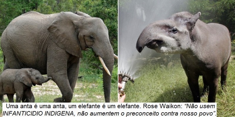 Infanticídio espetacular: anta ou elefante? 