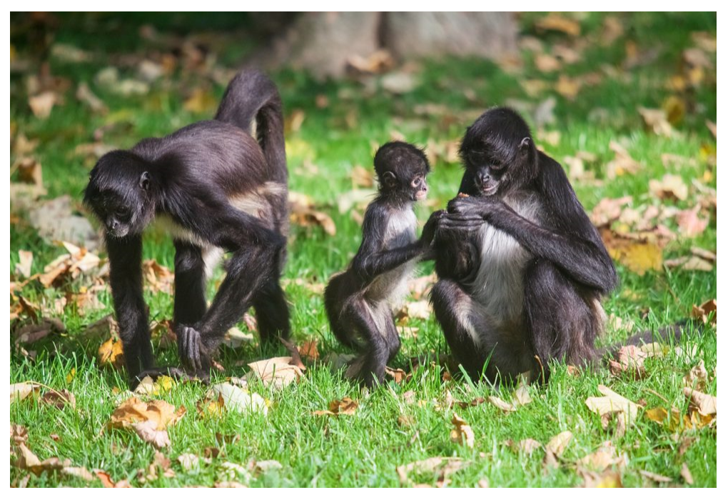 Lê M.D.: Macaco Aranha: de Verdade ou Não